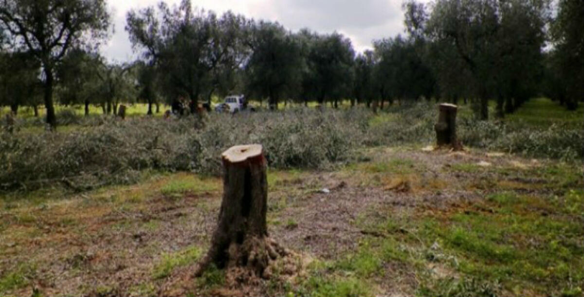 Raid in un fondo agricolo, tagliati diciotto ulivi secolari: l'ordine partì da un agricoltore, è a processo - 