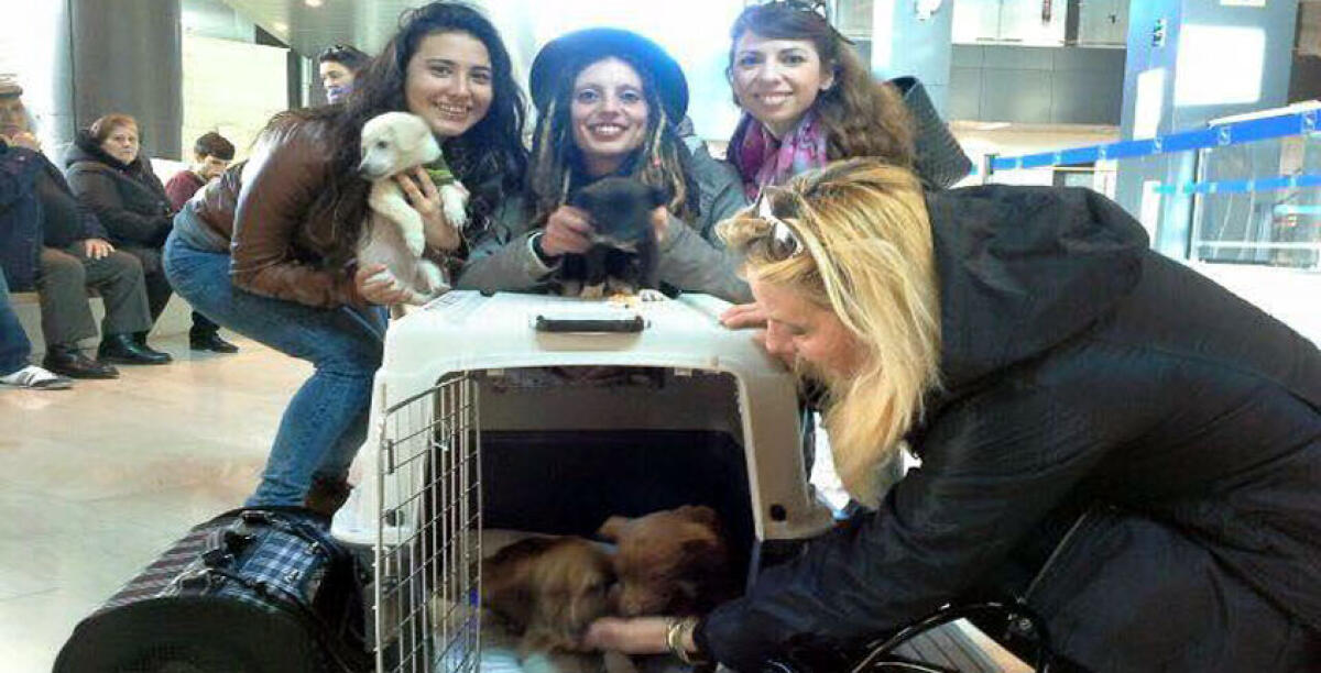 Randagismo e sterilizzazione anno zero: sit in della Lida in piazza San Francesco - 