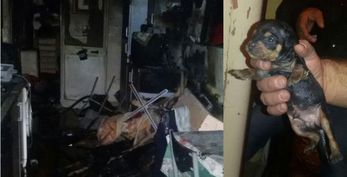 Due cani scampati dal rogo di un appartamento, cucciolo salvato dai pompieri - 