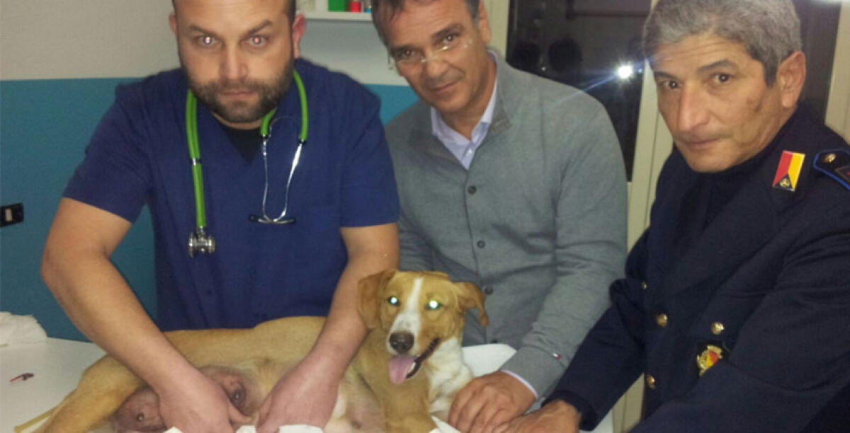 Abbandonata viene salvata da due veterinari, la storia di una cagnetta che ha commosso tutti - 