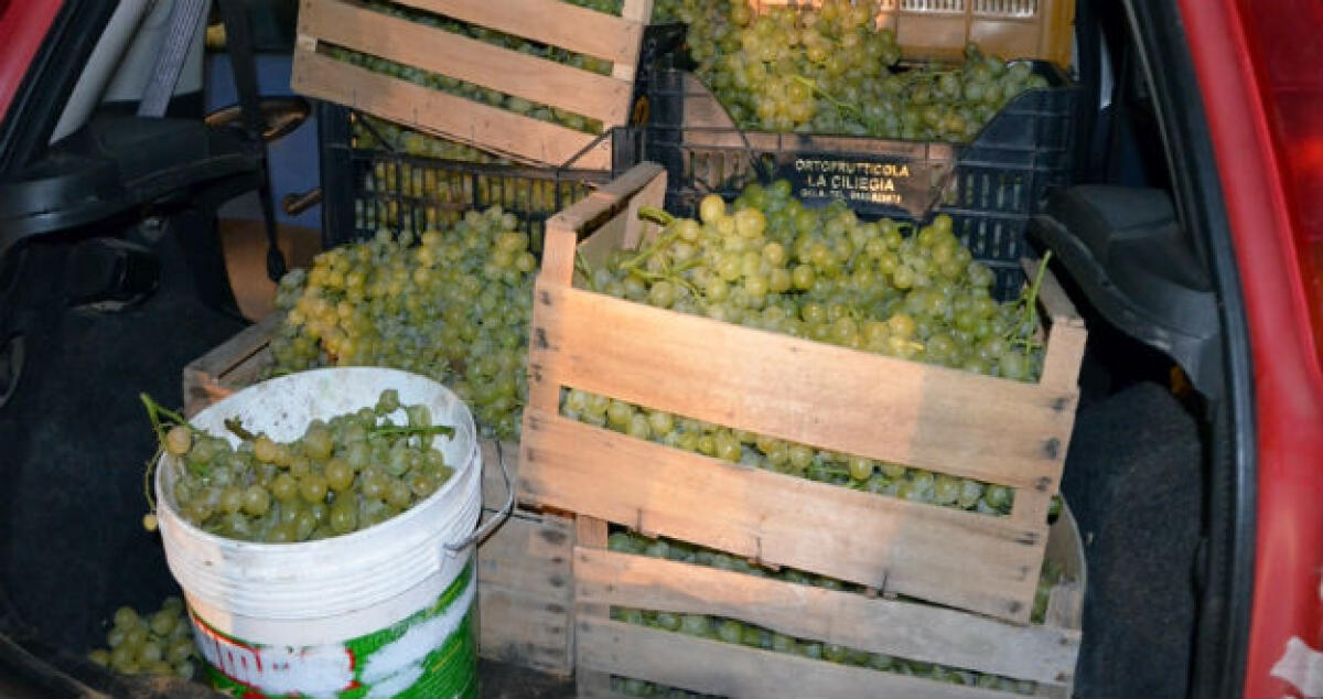 Scoperti a rubare uva in trasferta a Mazzarrone, revocati i domiciliari a due gelesi - 