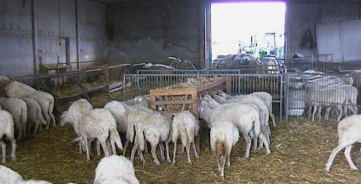 Controlli contro il rischio "mucca pazza", un ovino da abbattere in un allevamento di contrada Cocuzza - 