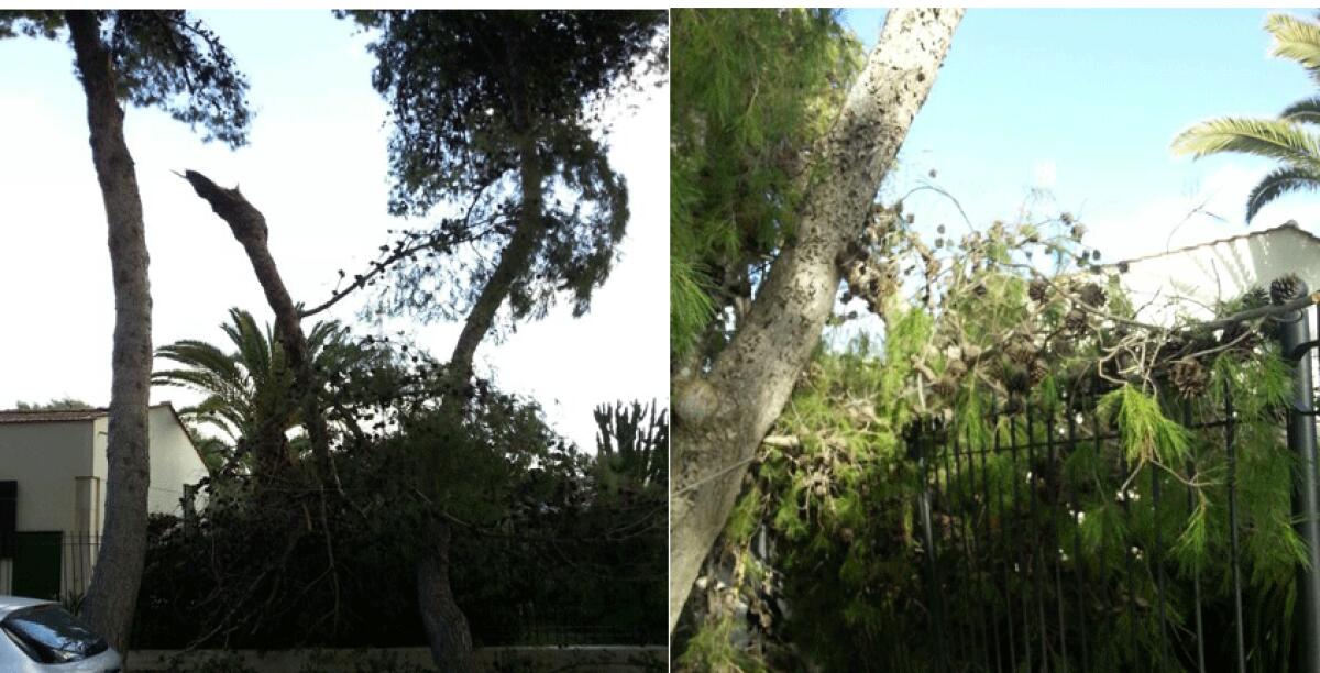 Paura in via Ripalta, un albero si spezza per il forte vento e sfiora due auto -