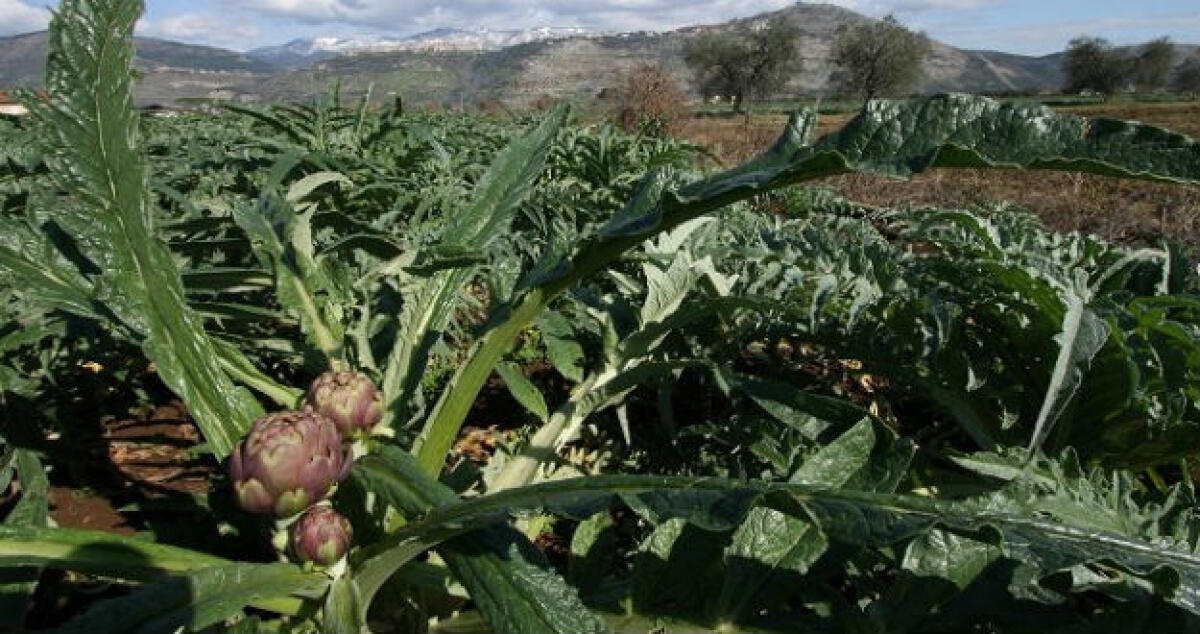"L'area di crisi da estendere ad agricoltura e pesca locali", via al confronto politico: la commissione convoca Siciliano - 
