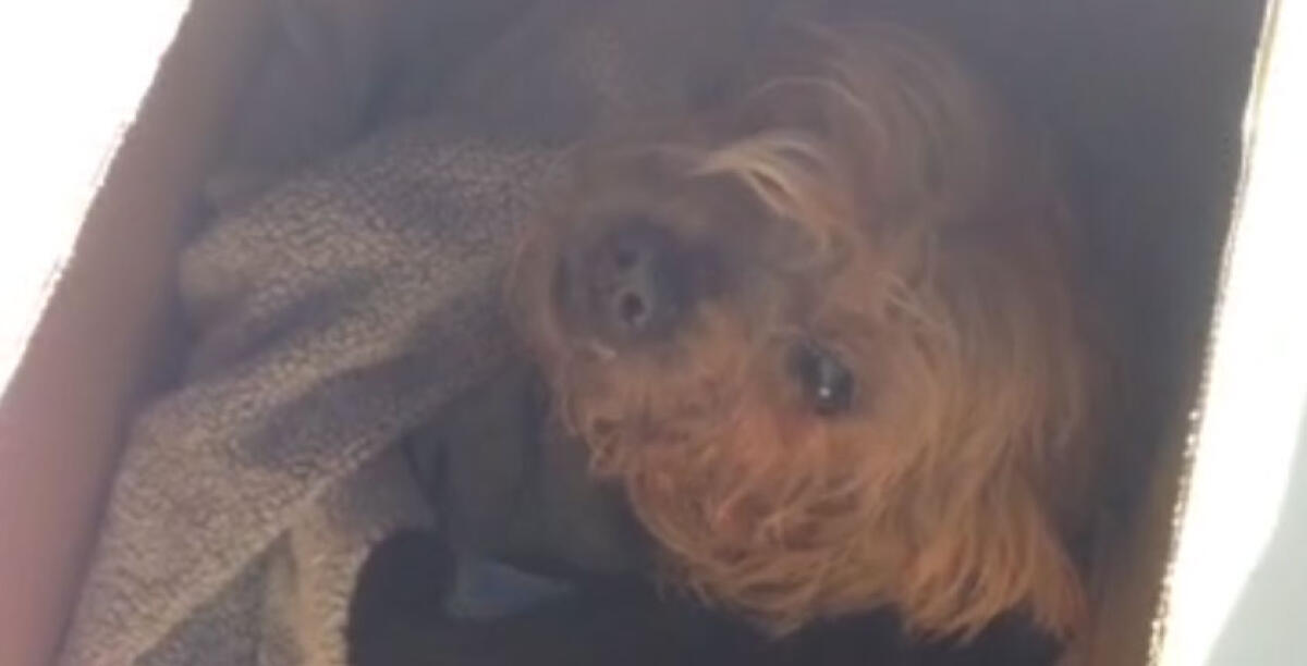 Yorkshire investito e abbandonato, la denuncia della Lida: mancano i servizi - 