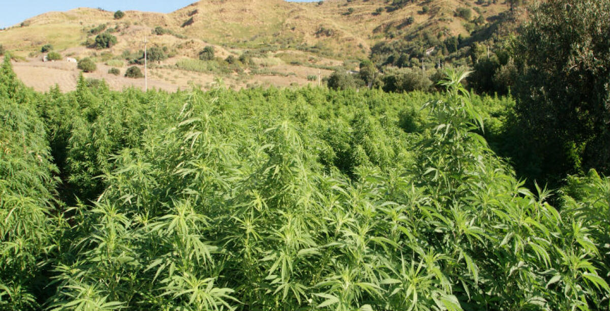 Marijuana su un'area da dodicimila metri quadrati a Feudo Nobile, accuse a due agricoltori: verranno sentiti i poliziotti - 