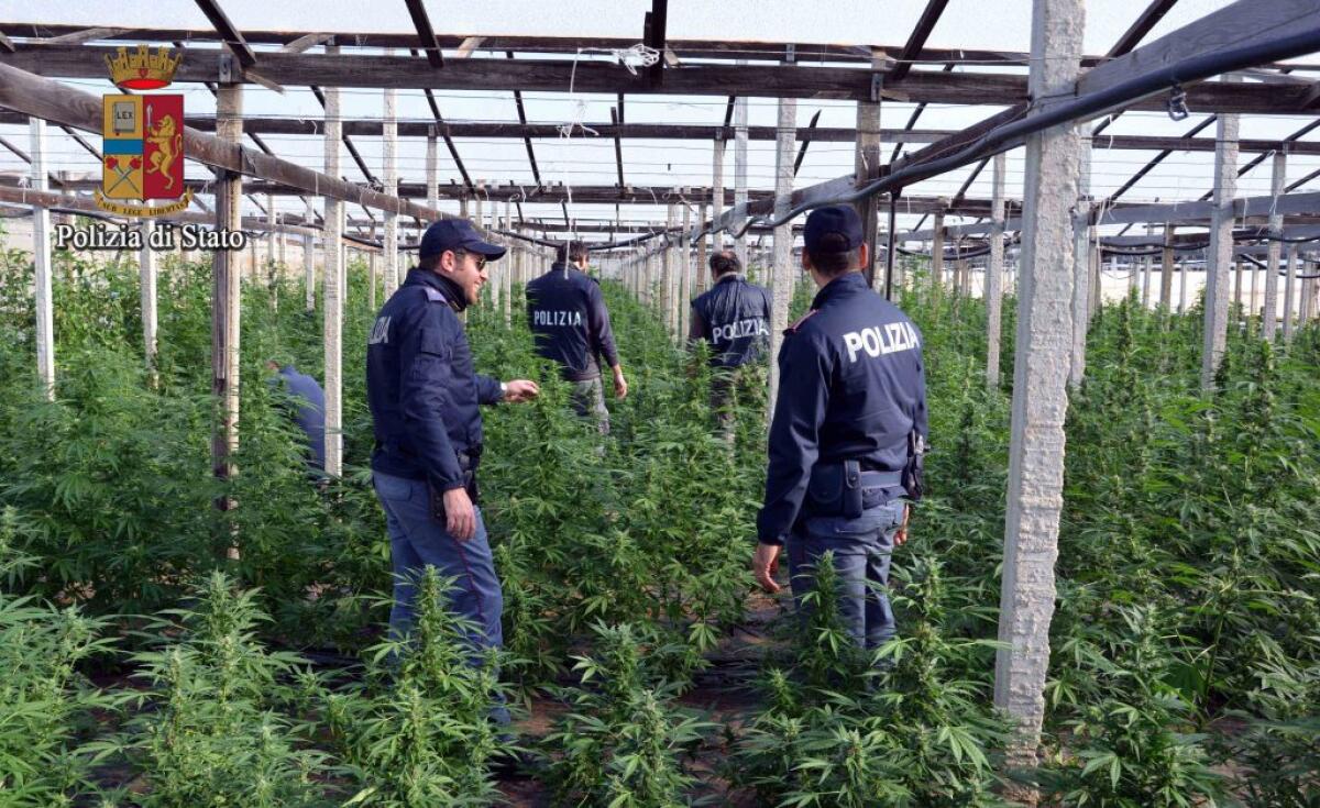 La marijuana tra i filari della vigna, scoperta una piantagione a Mazzarino: cinque arresti - 