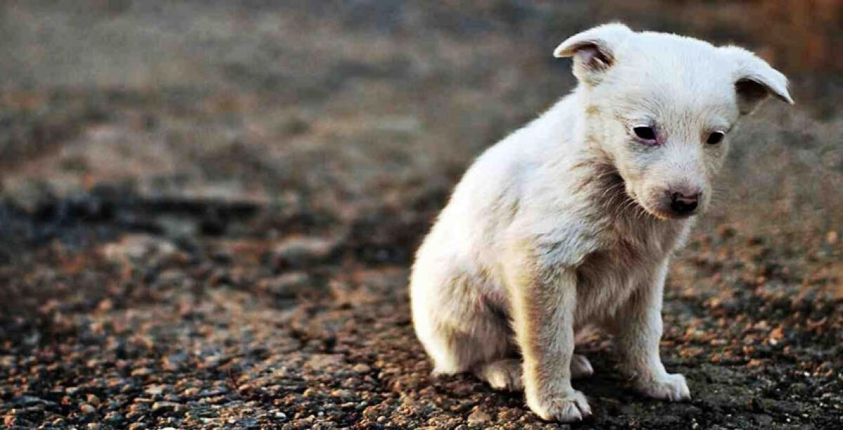 Randagismo ma quanto ci costi... Centomila euro in tre mesi per soccorrere 3 cani - 