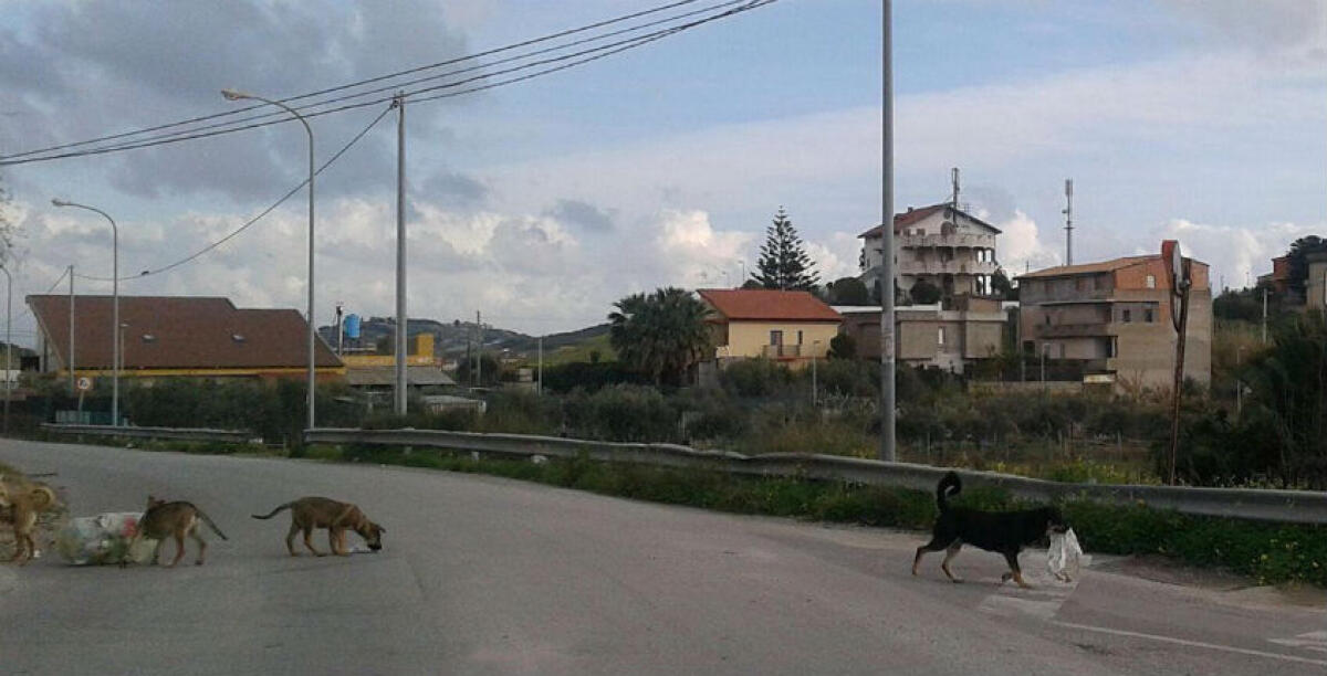 Ottantenne aggredito da un cane randagio a Macchitella: morsi ad un polpaccio - 