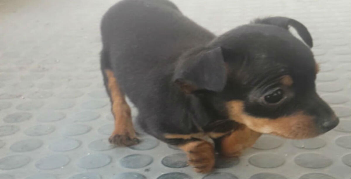 Gravi malformazioni alle zampe, due casi in poco tempo: i cani presi in cura dai volontari -