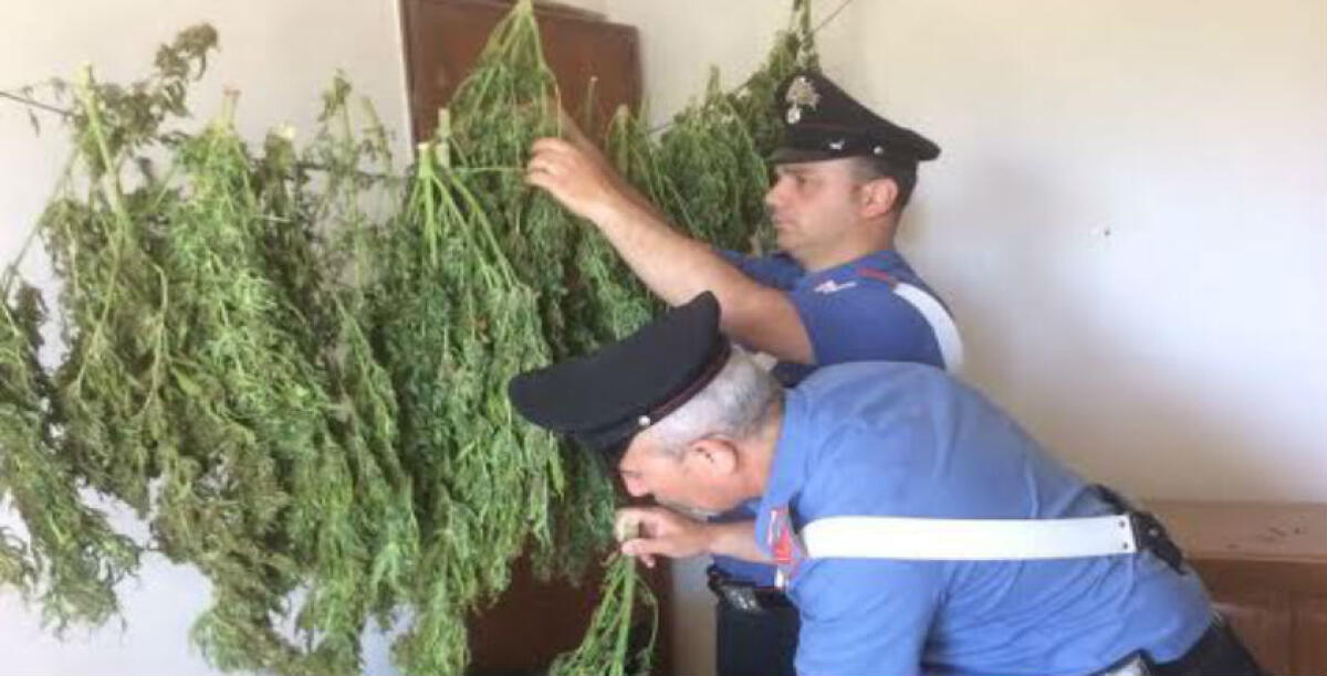 Una maxi piantagione di marijuana nelle campagne di Butera, sequestrate cinquecento piante - 
