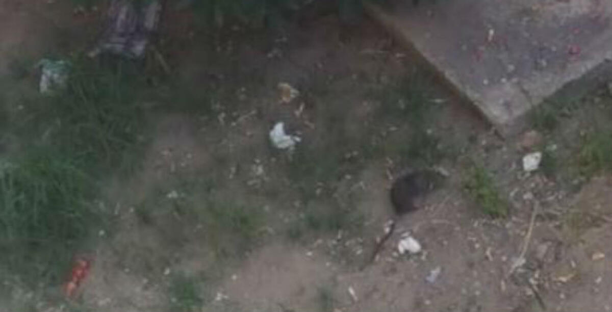 Topi e rifiuti a Scavone, i residenti lanciano l'allarme: si rischia il degrado assoluto - 