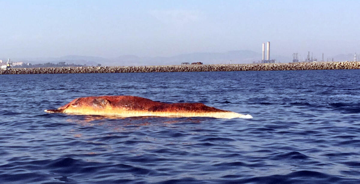 Balena di 9 metri morta avvistata da alcuni natanti nei pressi della diga foranea - 