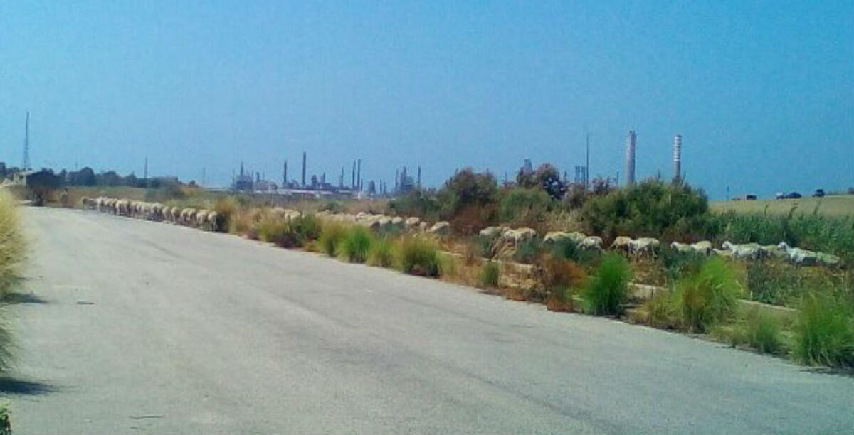 La zona della discarica Cipolla è interdetta, tutto è rimasto come prima: niente recinzioni e pecore nei terreni da bonificare - 