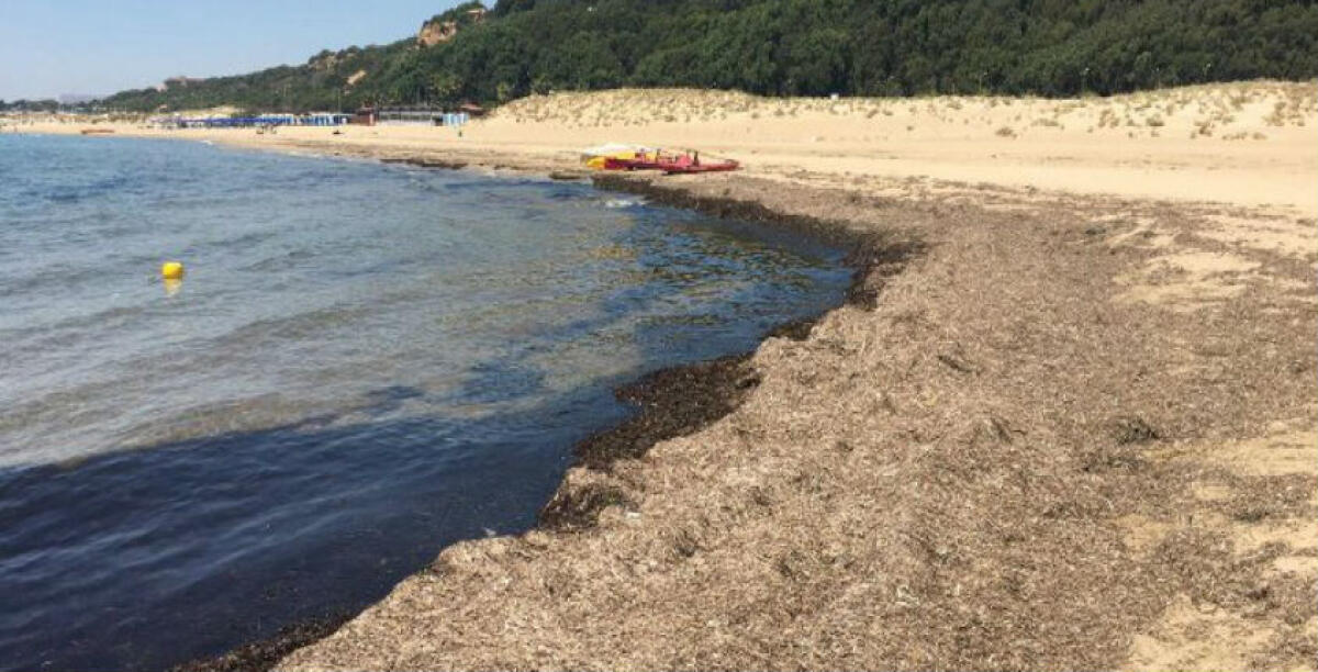 Un intero tratto di spiaggia sul lungomare invaso dalle alghe, Morselli: "Perchè nessuno interviene? Ci sono stati più solleciti" - 