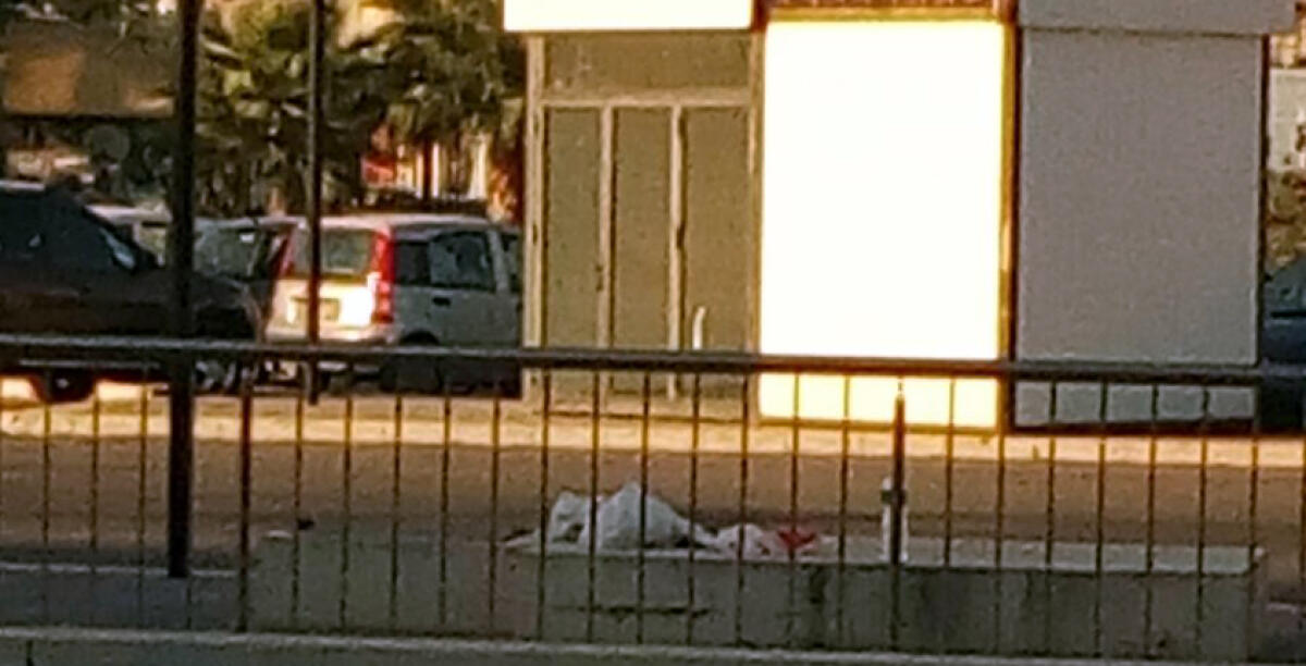 Davanti al palazzo di giustizia simbolo della legalità sporcizia e cani randagi la fanno da padroni - 