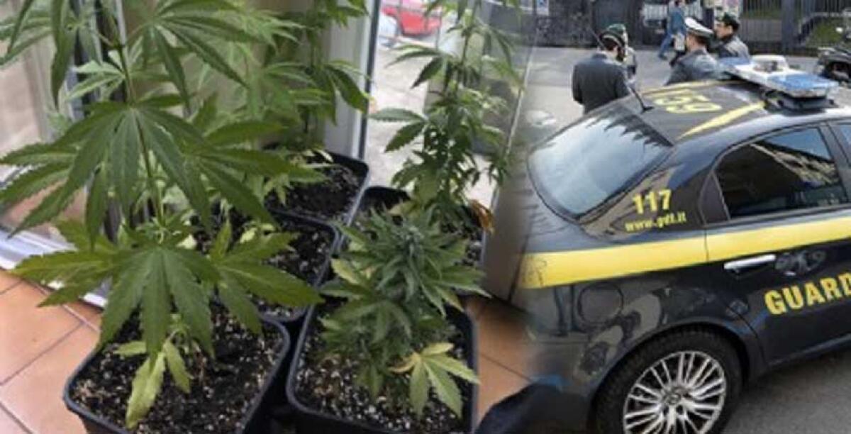 Le piante di marijuana in casa, un diciottenne rimane ai domiciliari: la sua abitazione perquisita dai finanzieri - 