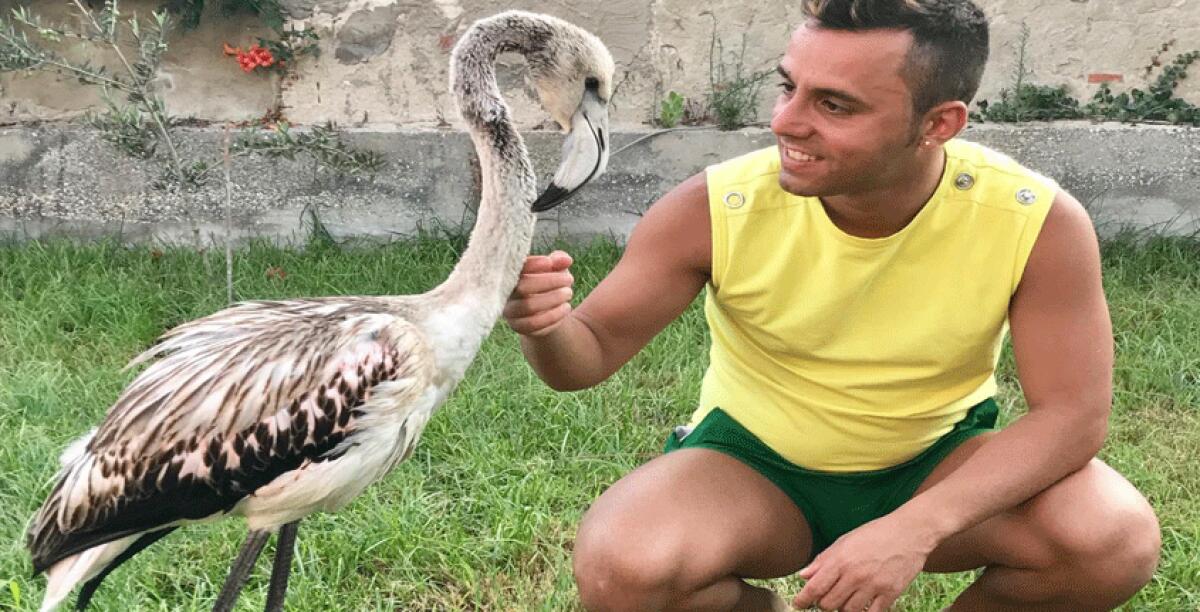 I selfie in spiaggia anzichè il soccorso, giovane commerciante salva fenicottero rosa - 