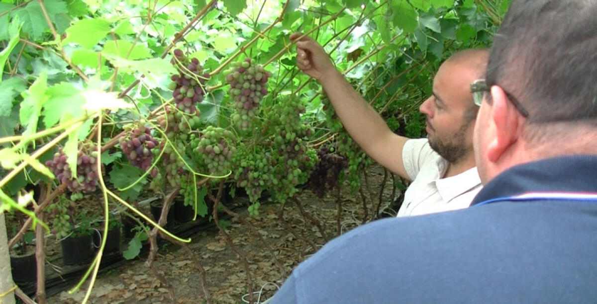 Un'azienda gelese selezionata per il Simposio internazionale dell'uva da tavola - 