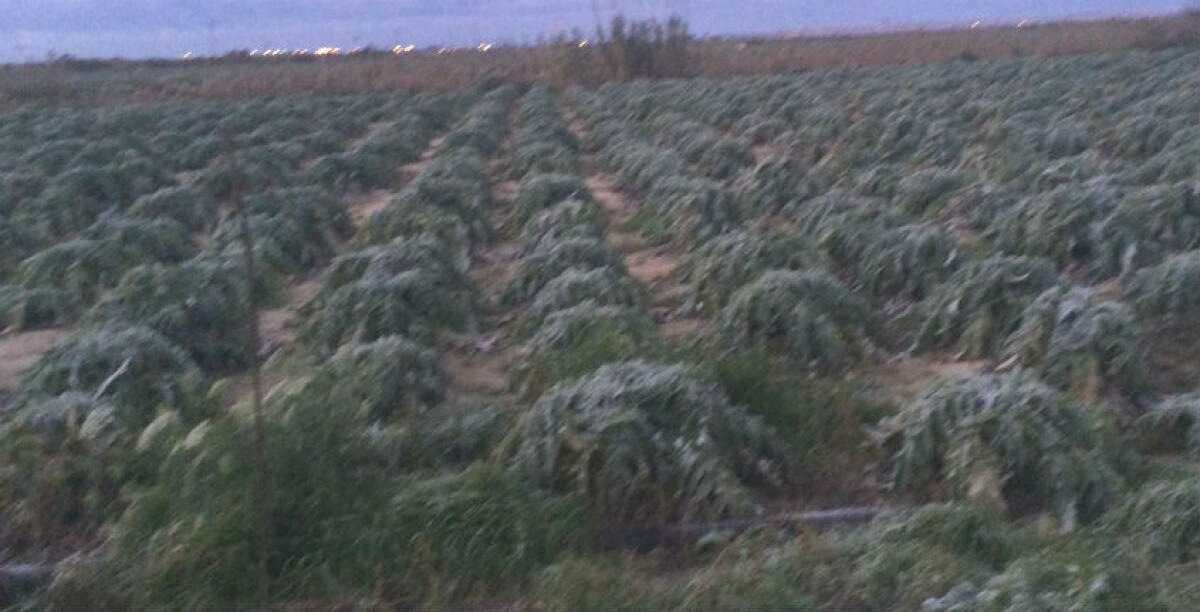 Le "gelate" di un anno fa, tanti danni agli agricoltori locali: arriva il decreto del ministro, si apre ai risarcimenti - 