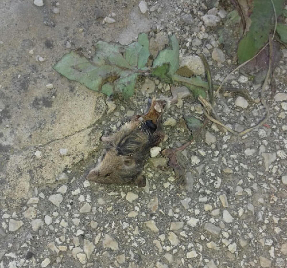 Topi nelle classi dell'infanzia alla Nicholas Green, scatta la protesta dei genitori - 