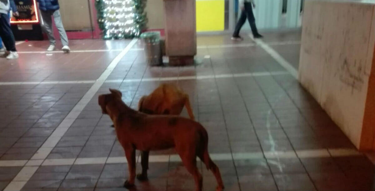 Randagi a Macchitella, il comitato di quartiere accusa: "Sono nelle vie principali...l'amministrazione comunale è sorda" - Cani randagi a Macchitella