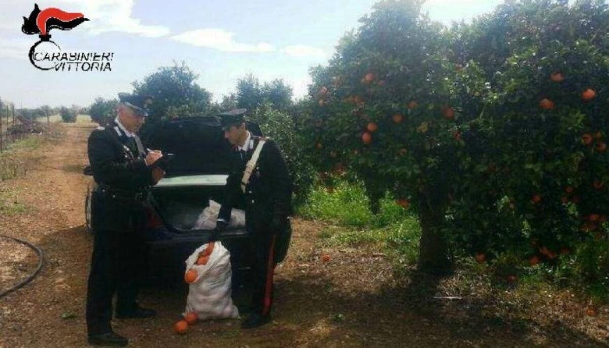 Scoperti a rubare arance nelle campagne di Acate, due gelesi denunciati - 