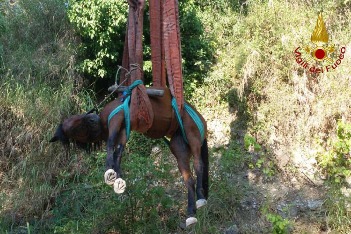 Rubano i chiusini ed un cavallo rischia di morire intrappolato in una cisterna - Il cavallo è stato salvato dai vigili del fuoco e da alcuni agricoltori (foto archivio)