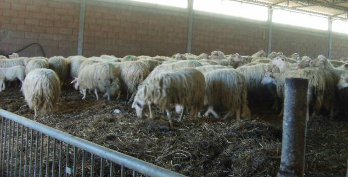 Un focolaio di brucellosi in un allevamento a Piano Stella, la scoperta dopo i controlli - 