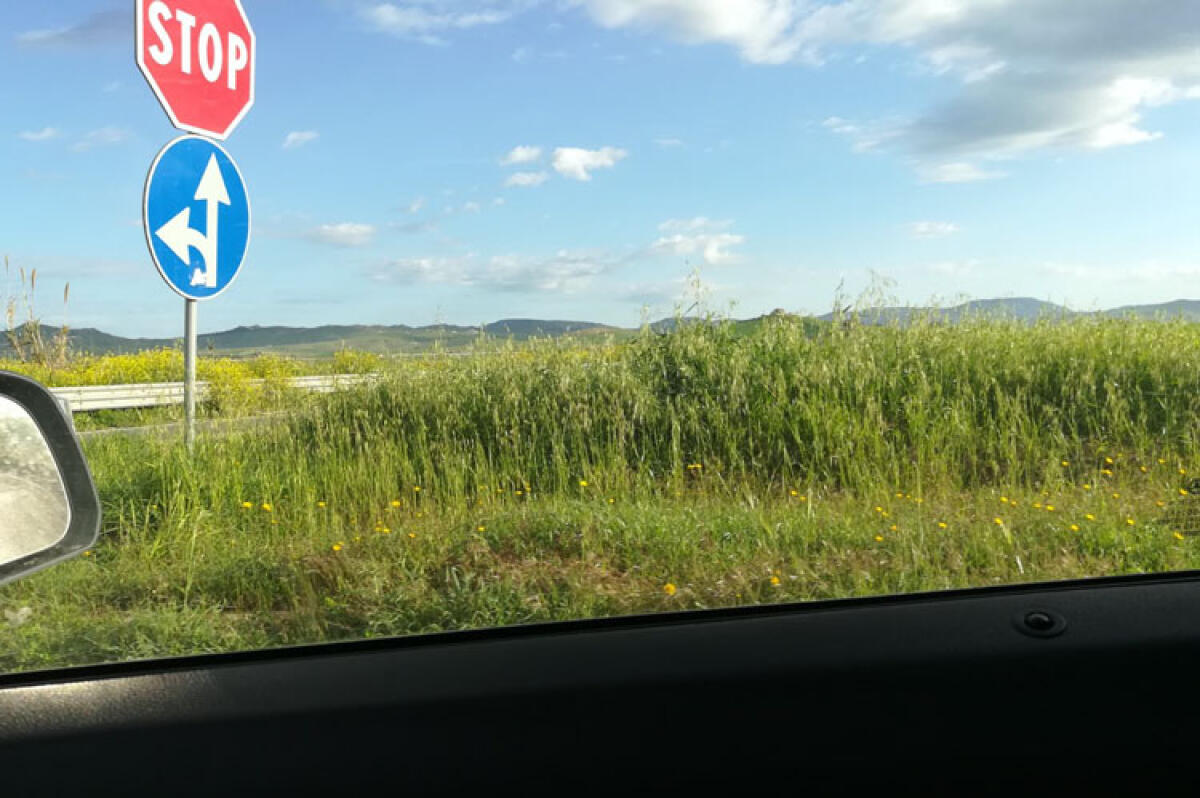 Le erbacce ostruiscono la visibilità sulla Gela-Catania, il Pd scrive all'Anas - Erbacce sulla Gela-Catania coprono la visibilità alla rotonda di Ponte Olivo