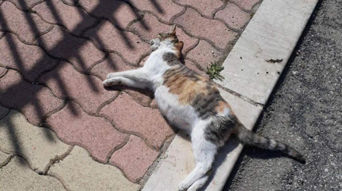 Una lunga scia di gatti morti al residence "L'Agave", c'è chi li avvelena: sei in pochi giorni - 