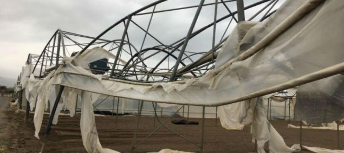 I danni nelle campagne causati dal vento, la Regione avvia le verifiche: Casano, "si dia massima informazione" - 