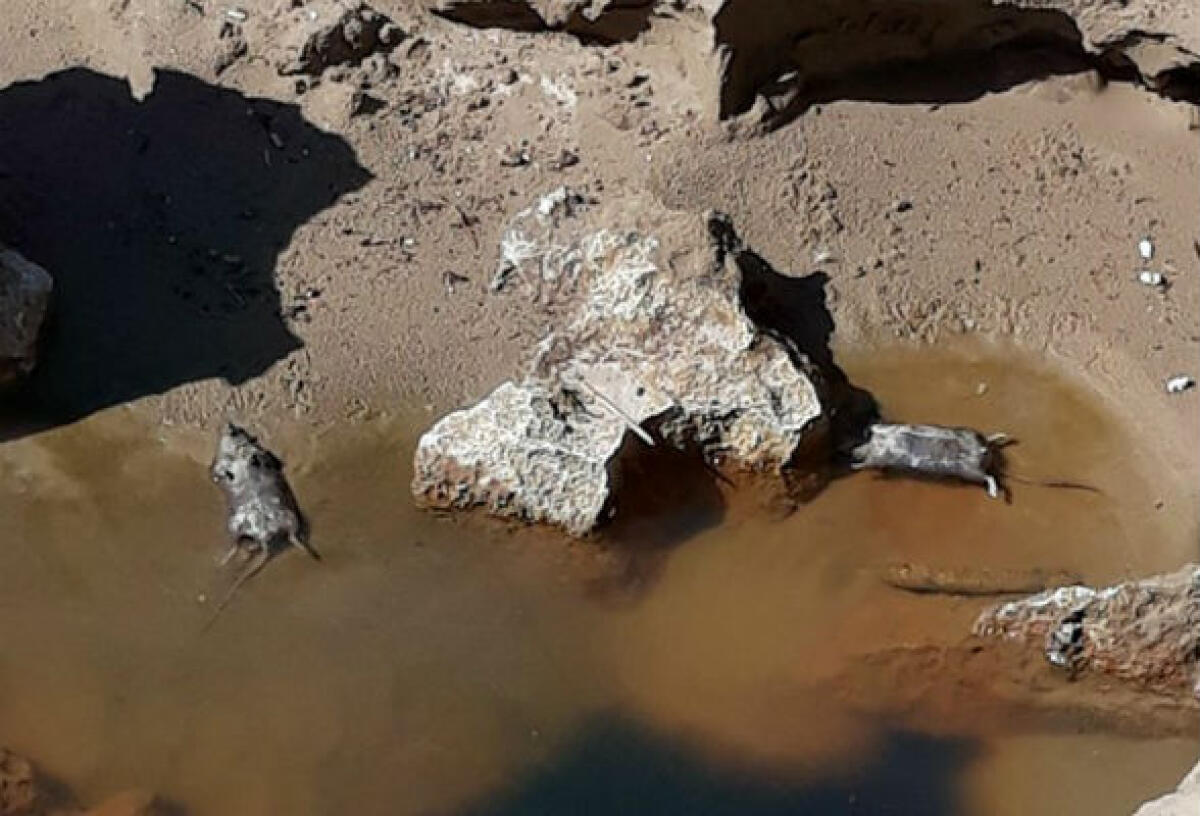 Ratti nelle spiagge, nuove segnalazioni e cittadini preoccupati - La presenza di ratti nei pressi delle spiagge sembra in aumento