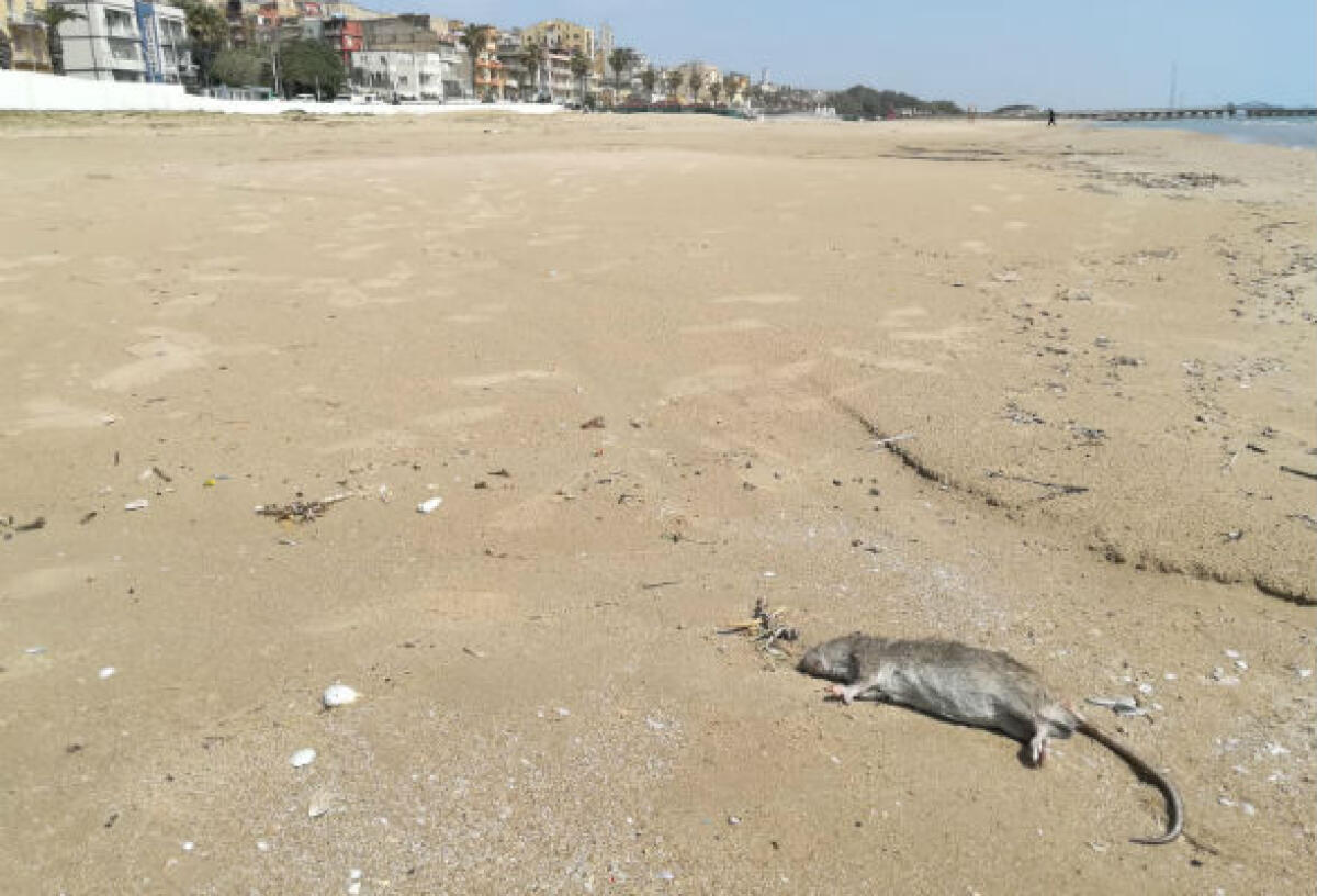I ratti in spiaggia, cittadini preoccupati: la segnalazione dal lungomare - Sono stati segnalato diversi ratti