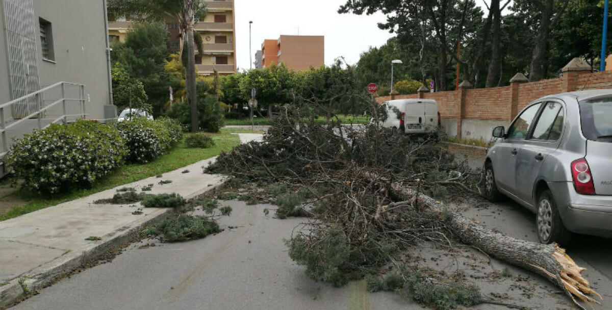 Il vento si è abbattuto sulla città, alberi sradicati e pali della luce in strada - 