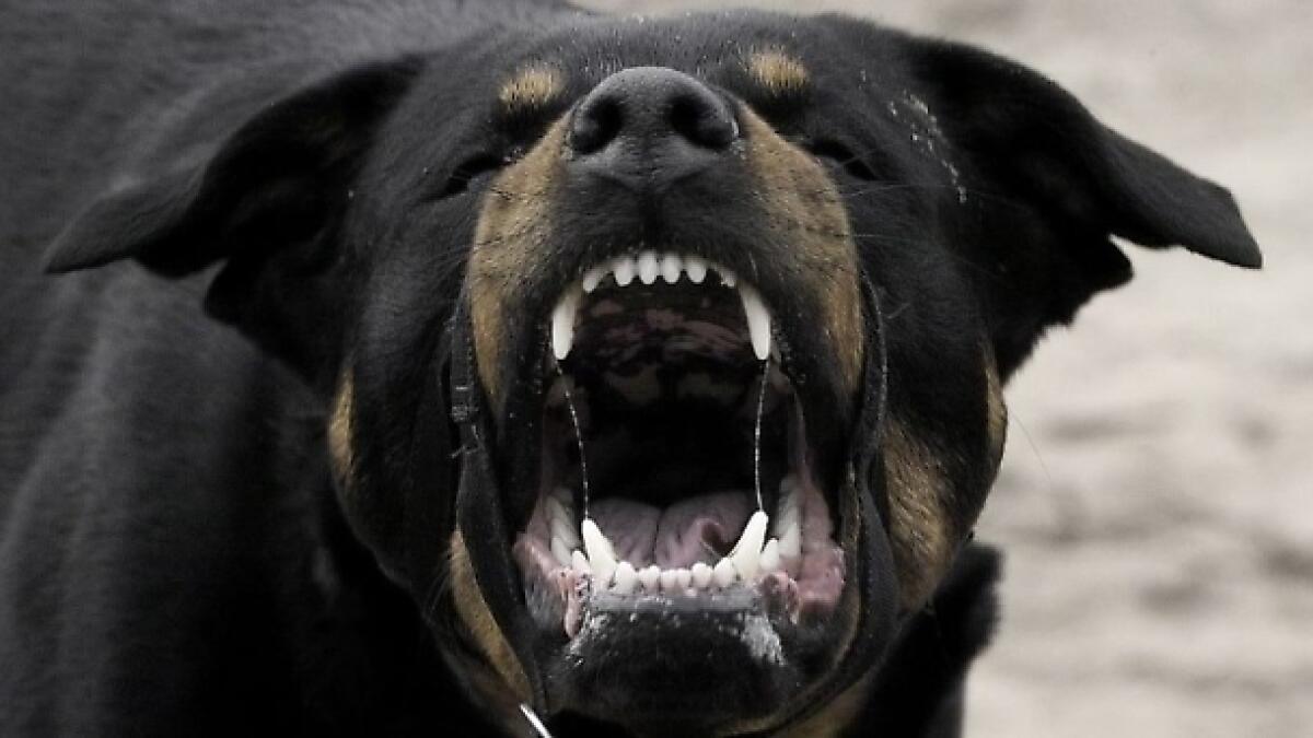 Pensionata di 77 anni azzannata da un  Rottweiler del vicino: operata d'urgenza - 