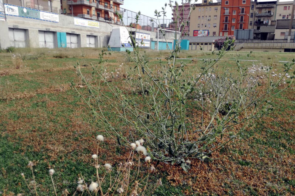 L'interesse degli imprenditori romani sul Gela è serio ma prima garanzie sullo stadio - 