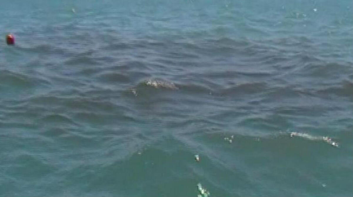 "La foce del Gattano tra i 5 punti più inquinati", i risultati di Goletta Verde: esposto di Legambiente - 