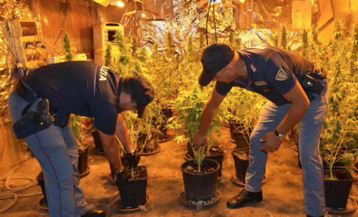 Tre chili e mezzo di marijuana in casa, il riesame conferma il carcere per Cannizzo - 