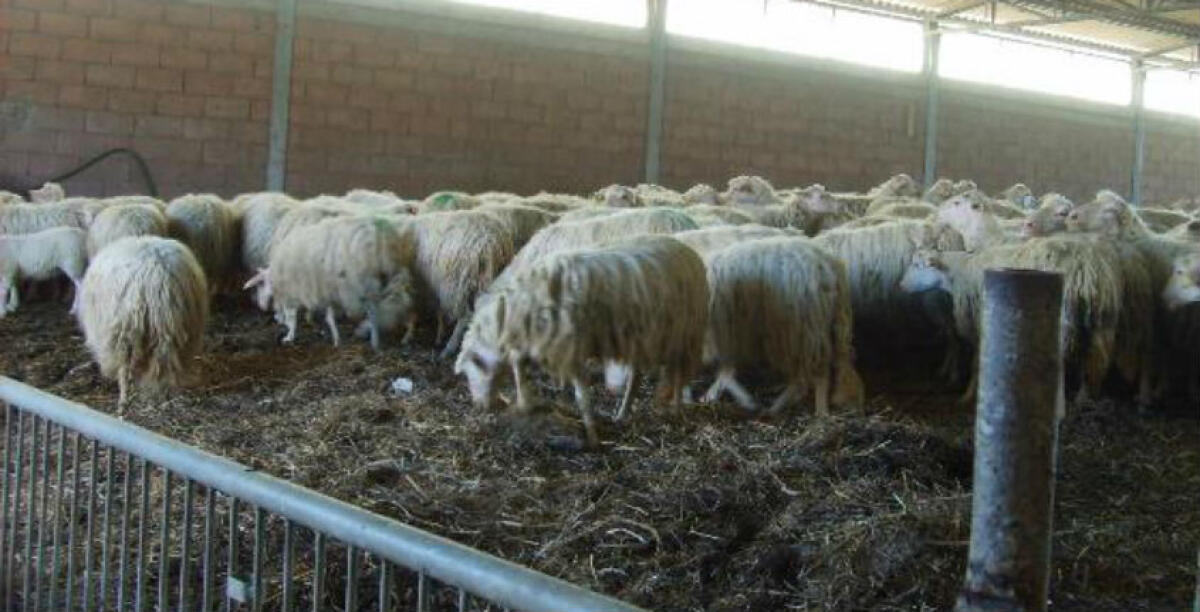 Animali non "tracciati", sequestro in un allevamento di contrada Piano Stella - 