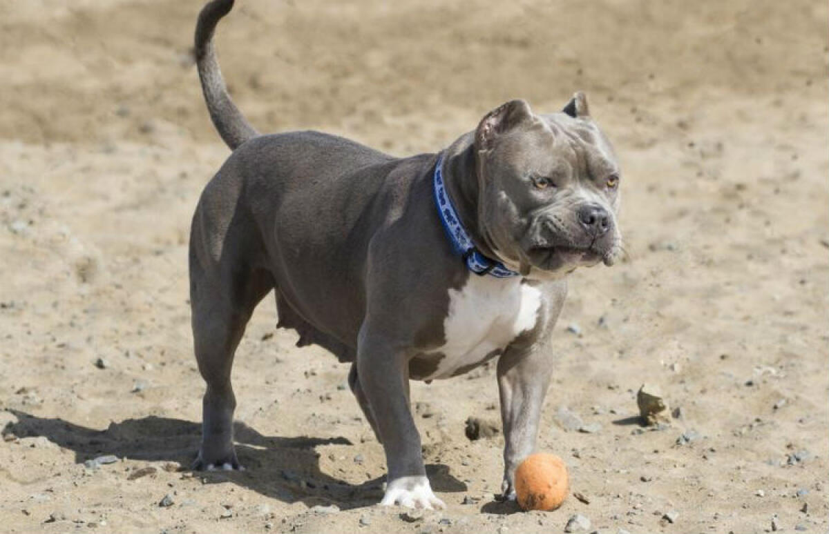 Due pitbull liberi in spiaggia, a Manfria i cani tra i bagnanti - 