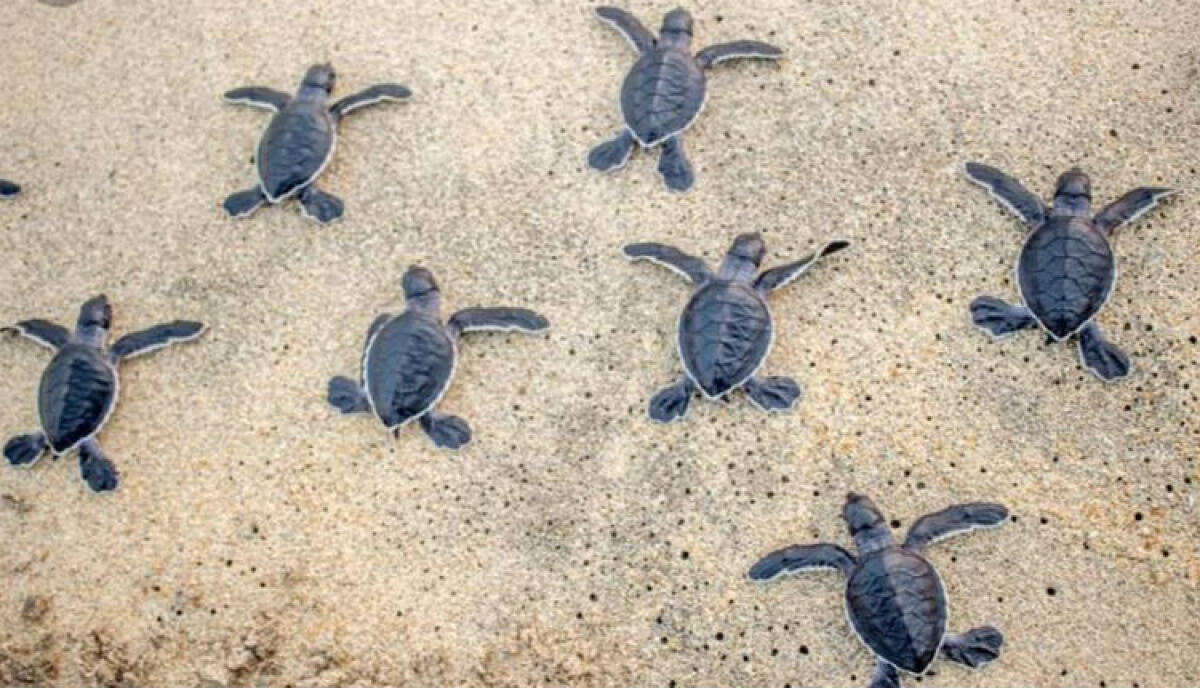 Un nido di Caretta caretta vicino ad un lido, le piccole tartarughe hanno raggiunto il mare - Le tartarughe hanno raggiunto il mare