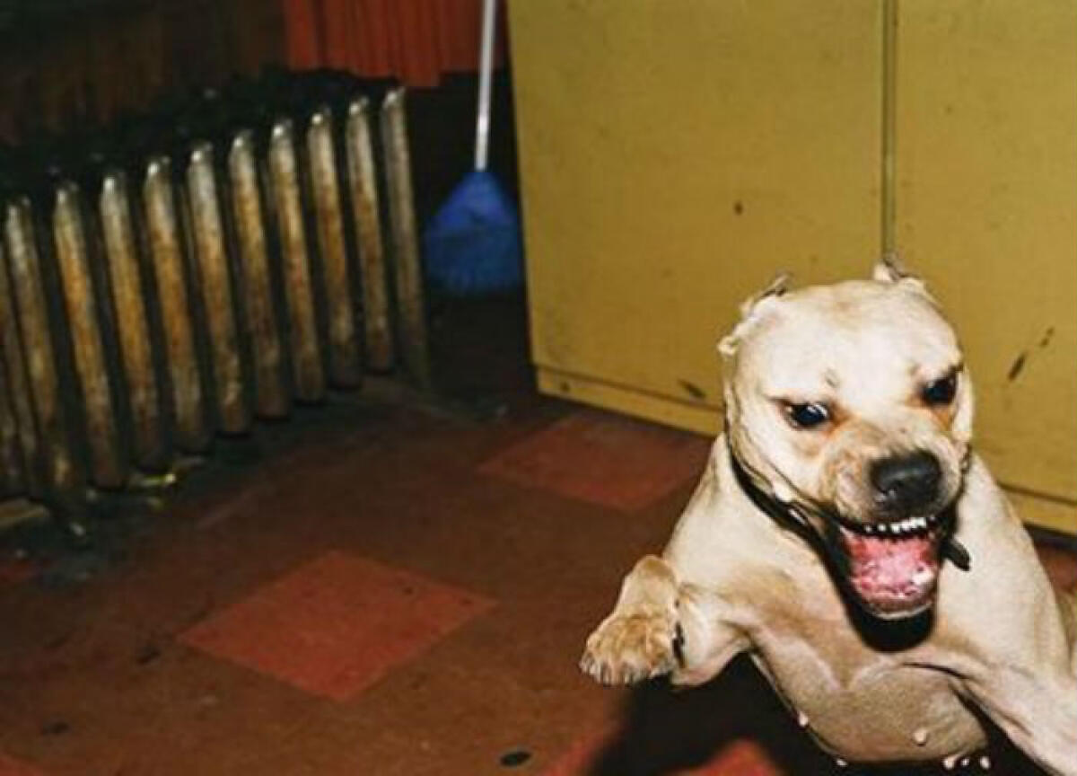 Barricati dentro, ore di paura per un'intera famiglia: due pitbull entrano in casa - 