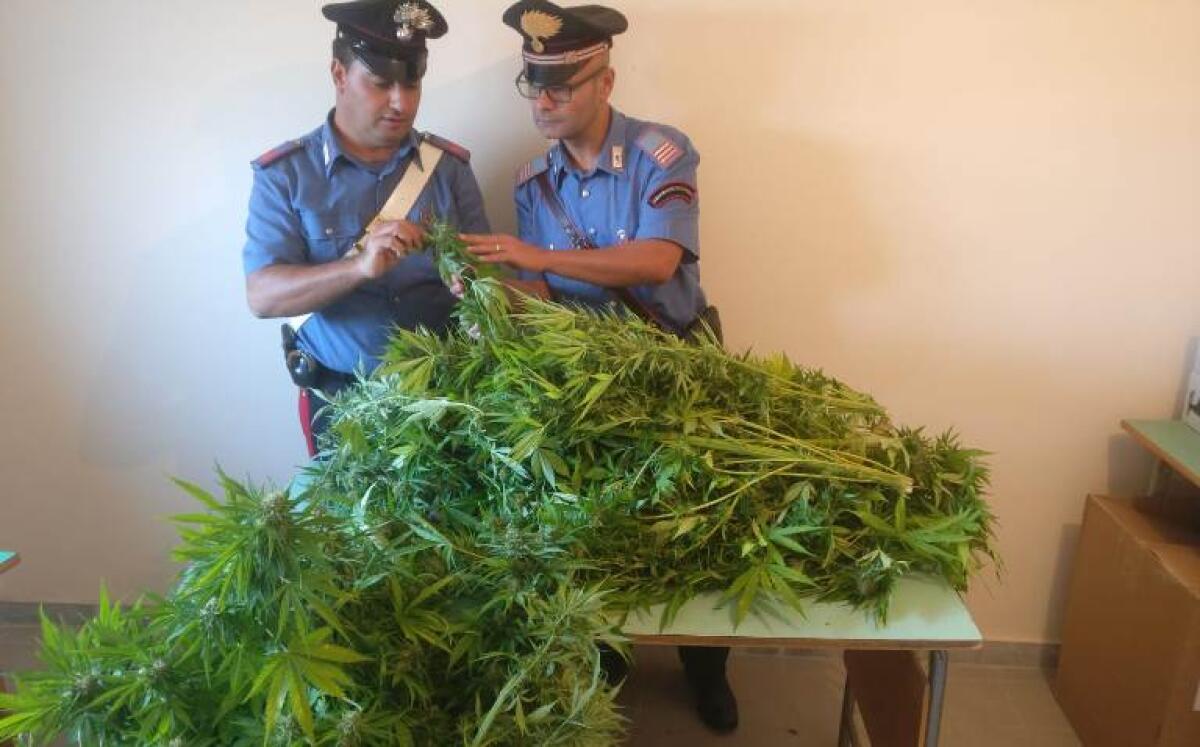 Coltivava canapa indiana mentre era ai domiciliari, arrestato 28enne - 