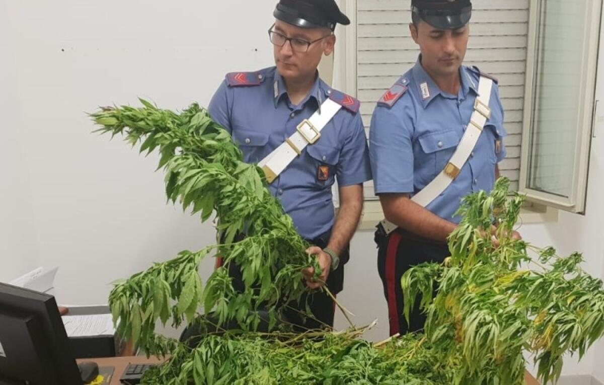 Scoperta una piantagione di marijuana, arrestati due fratelli - 