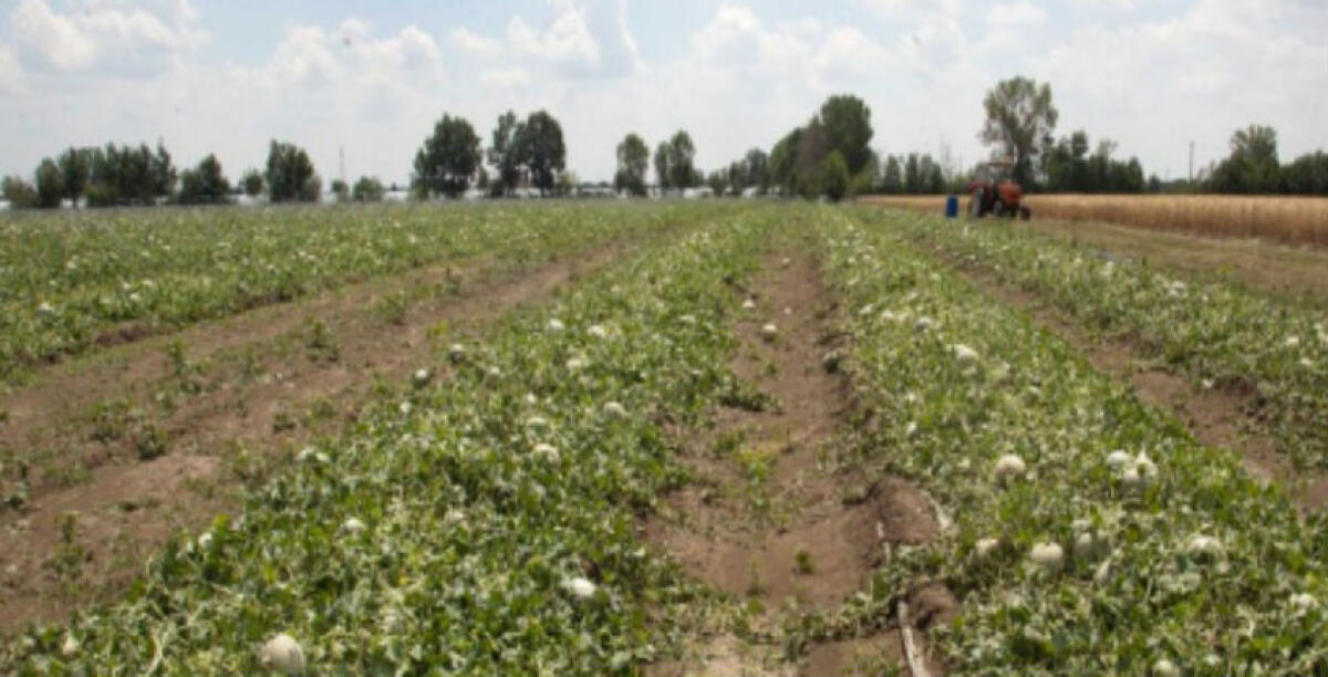 Chiedeva soldi all'Agea anche per un terreno del Comune, dovrà risarcire le somme - 
