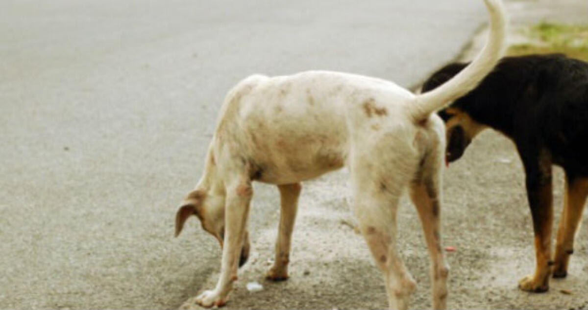Una donna ferita da un branco di randagi, paura tra le strade di Macchitella - 