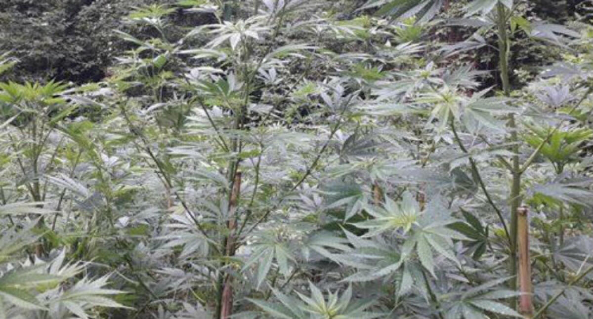 I controlli in città, scatta un ingente sequestro di canapa: arrestati padre e figlio - 