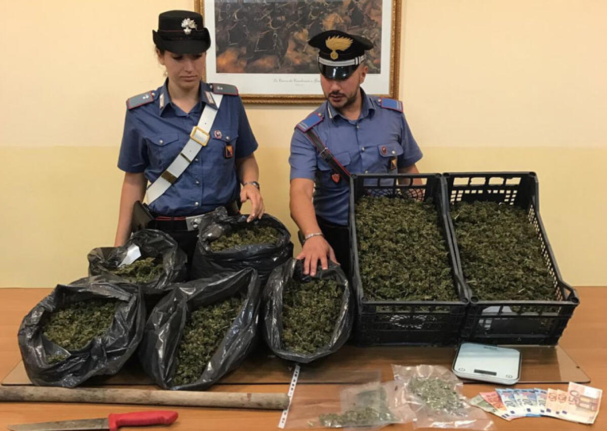 Padre e figlio trovati con 7 chili di marijuana: "La coltivavamo per usi leciti" - La canapa sequestrata dai carabinieri