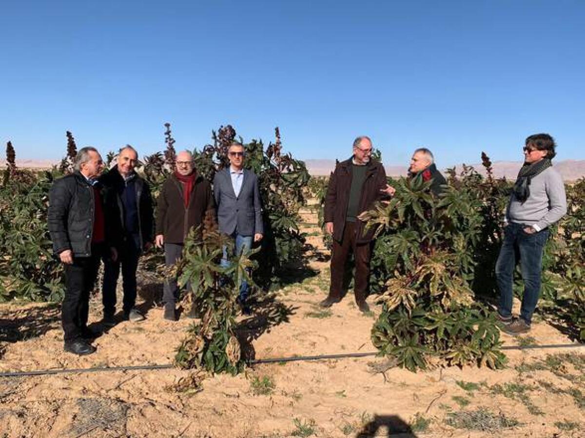 Dall'olio di ricino al biocarburante per la green refinery, progetto pilota in Tunisia - 
